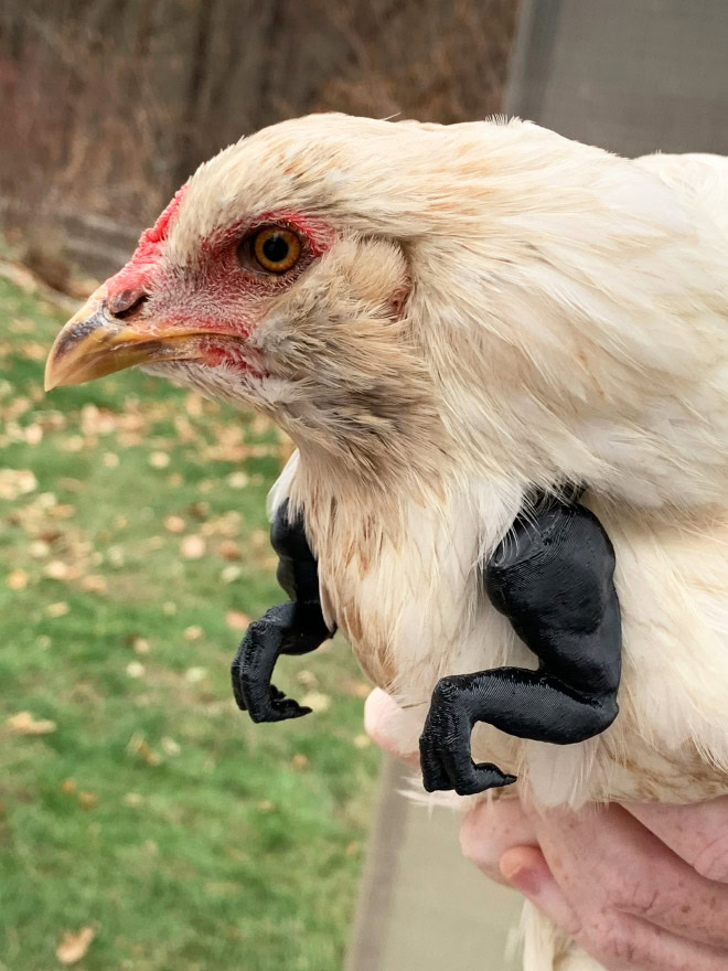 Chicken with T-Rex arms.