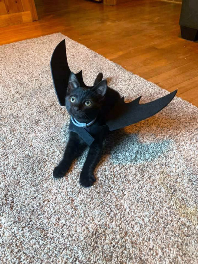 Bat wings Halloween costume for a cat.