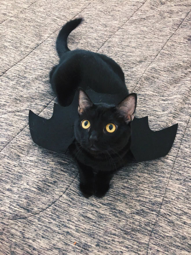 Bat wings Halloween costume for a cat.