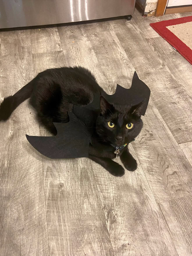 Bat wings Halloween costume for a cat.