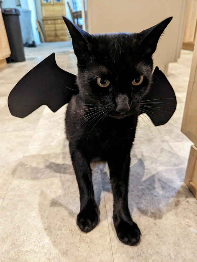 Bat wings Halloween costume for a cat.