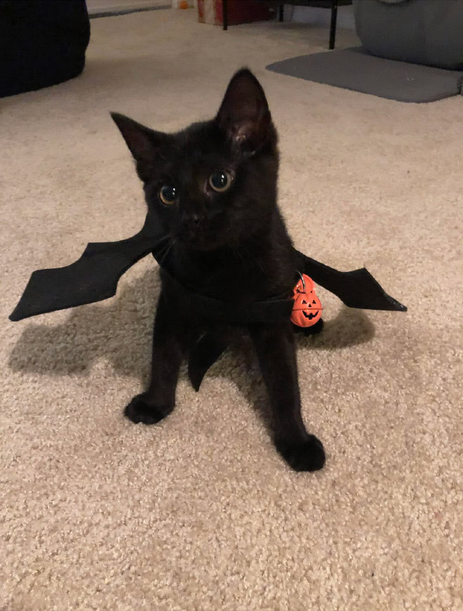 Bat wings Halloween costume for a cat.