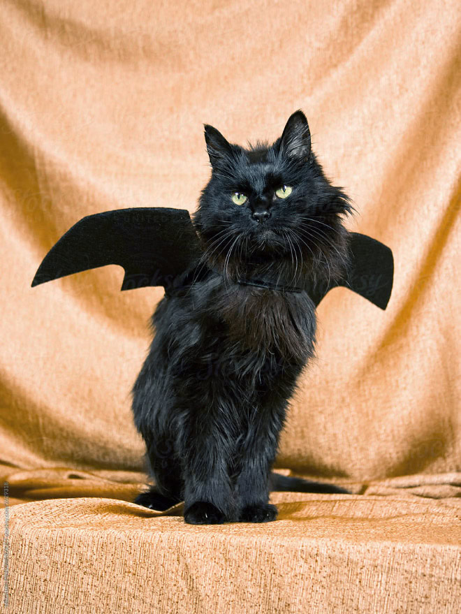 Bat wings Halloween costume for a cat.