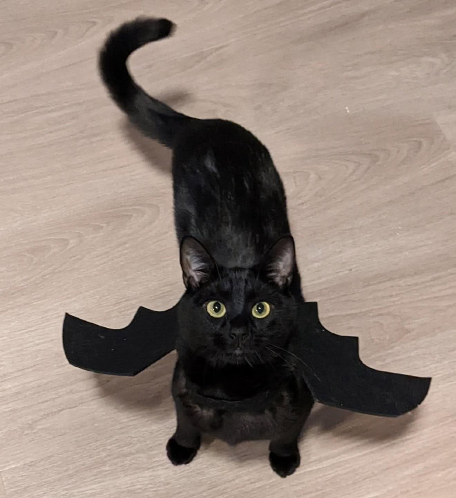 Bat wings Halloween costume for a cat.