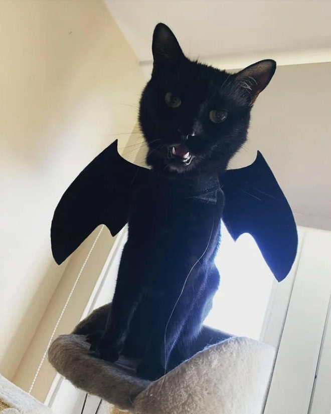 Bat wings Halloween costume for a cat.