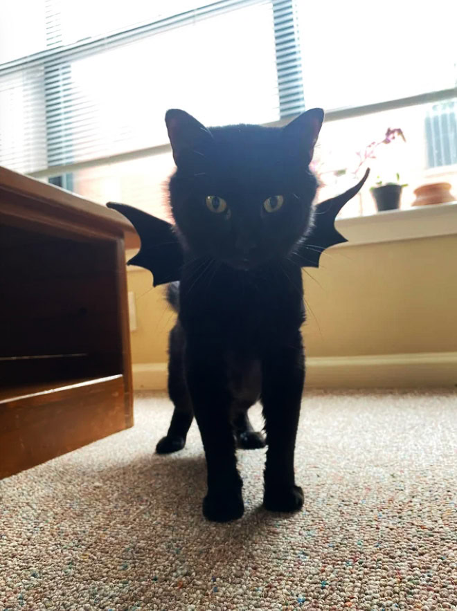 Bat wings Halloween costume for a cat.