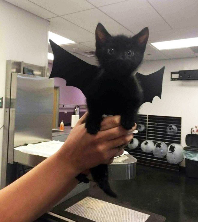 Bat wings Halloween costume for a cat.