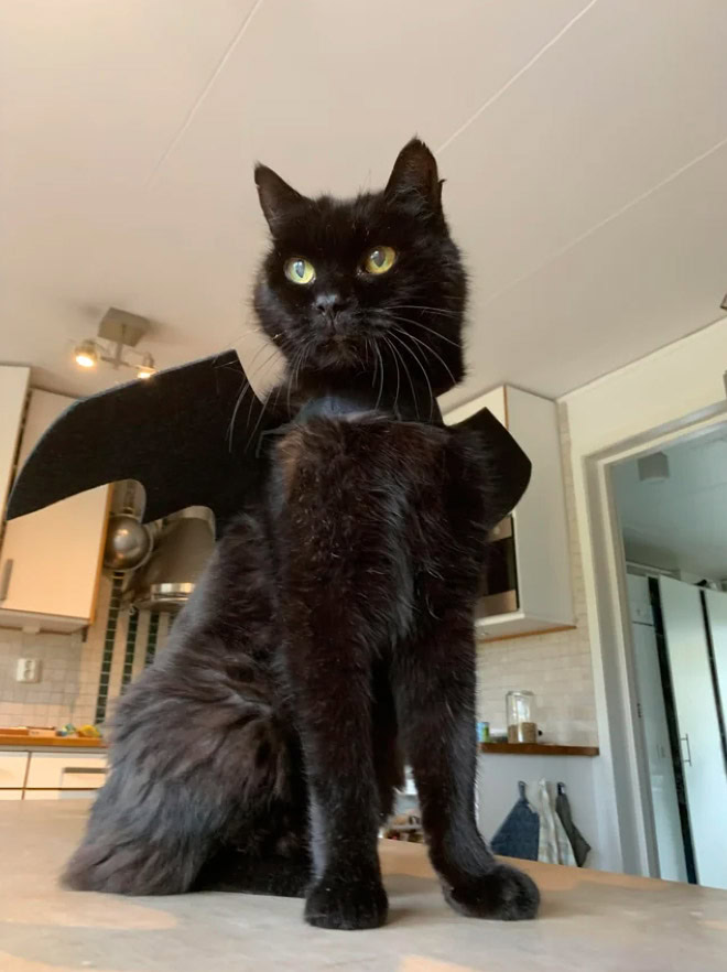 Bat wings Halloween costume for a cat.