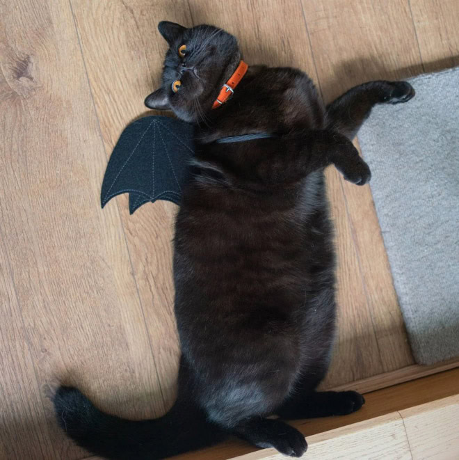 Bat wings Halloween costume for a cat.