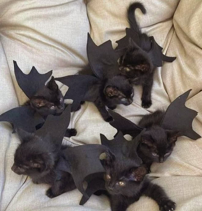 Bat wings Halloween costume for a cat.