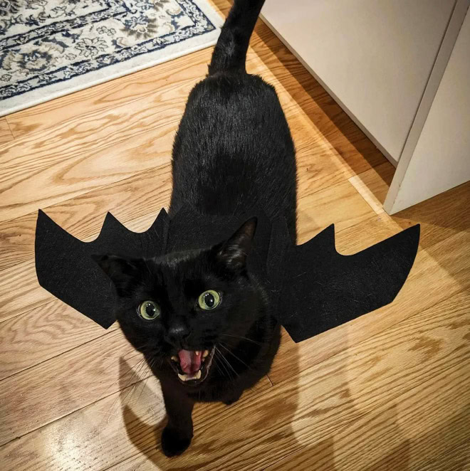 Bat wings Halloween costume for a cat.