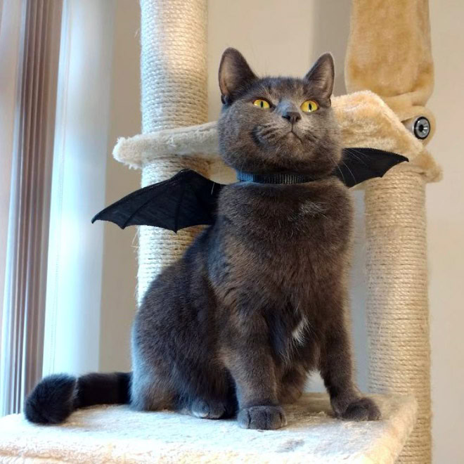 Bat wings Halloween costume for a cat.