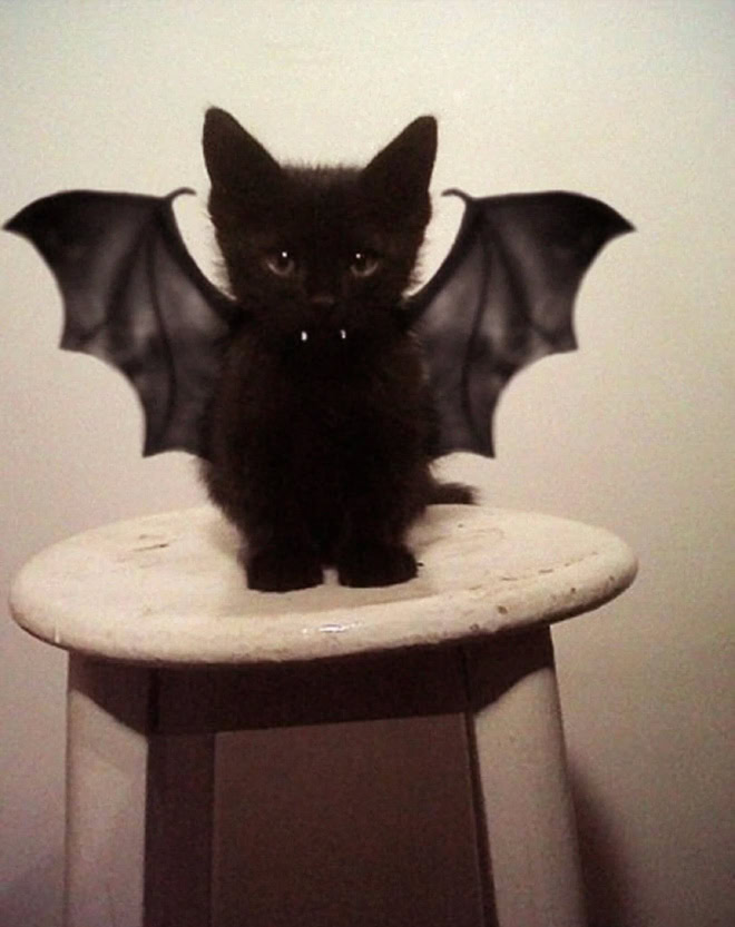 Bat wings Halloween costume for a cat.