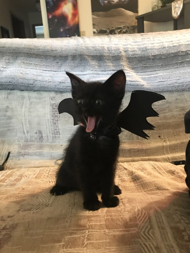 Bat wings Halloween costume for a cat.