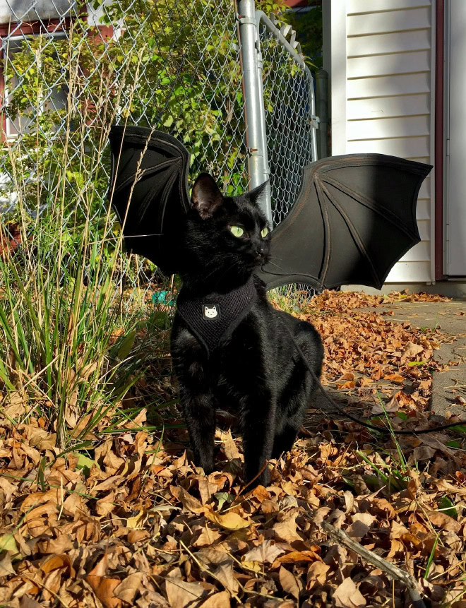 Bat wings Halloween costume for a cat.