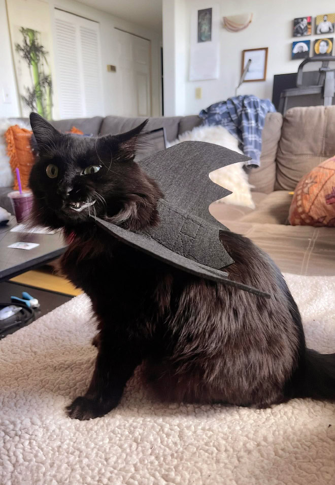 Bat wings Halloween costume for a cat.