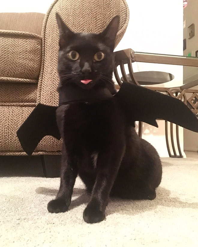 Bat wings Halloween costume for a cat.