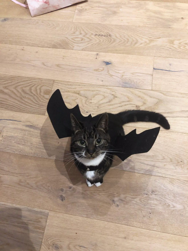 Bat wings Halloween costume for a cat.