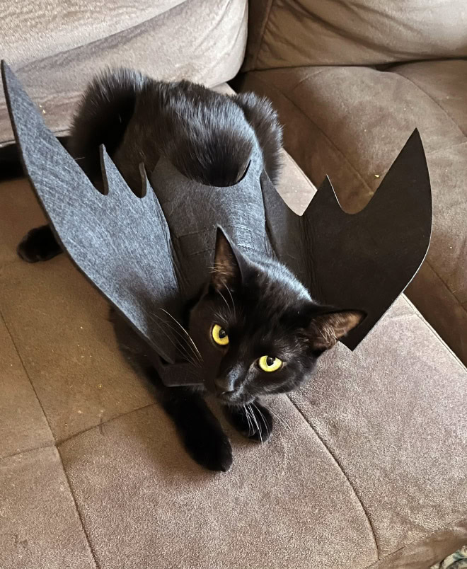 Bat wings Halloween costume for a cat.