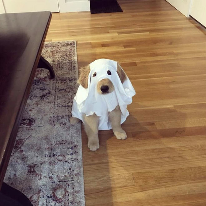 Dog ghost Halloween costume.