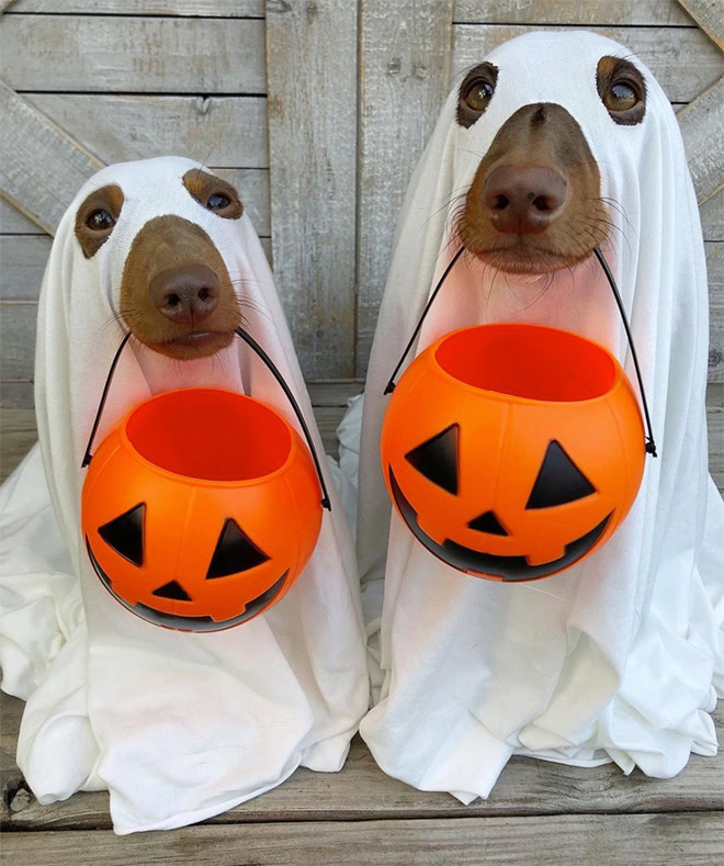 Dog ghost Halloween costume.