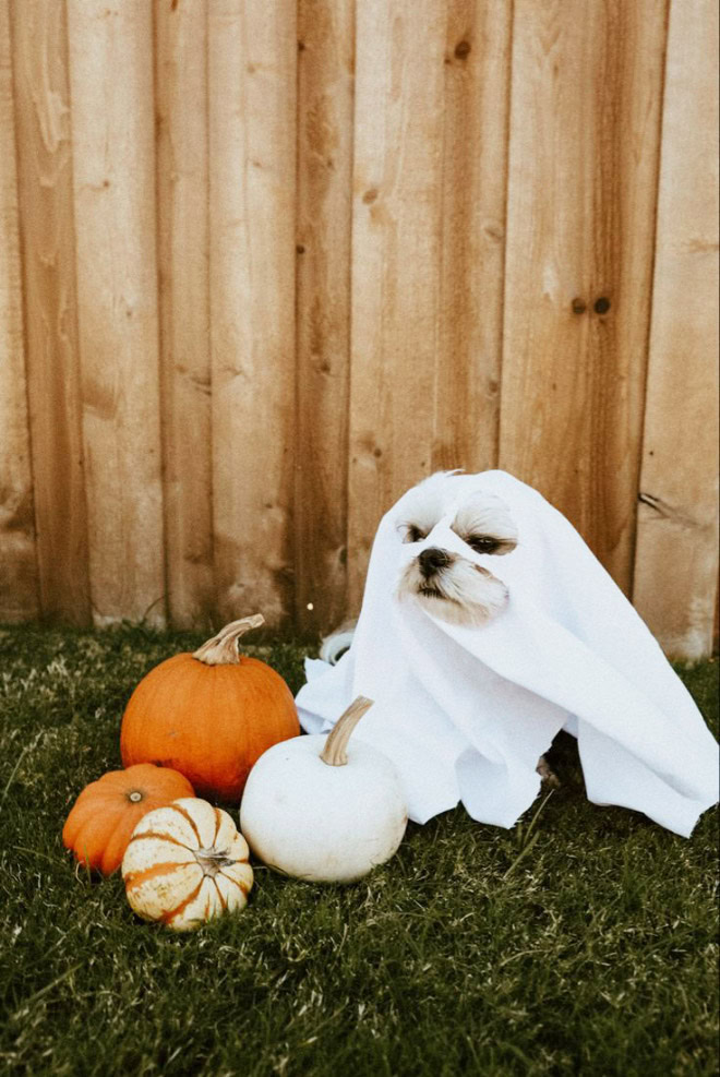 Dog ghost Halloween costume.