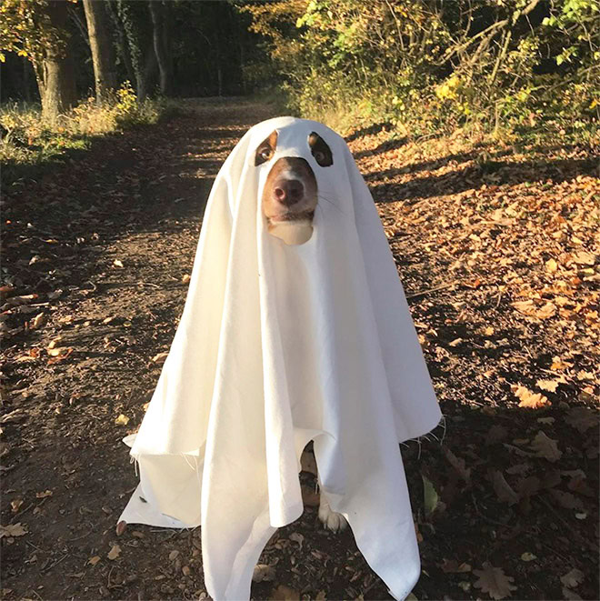 Dog ghost Halloween costume.