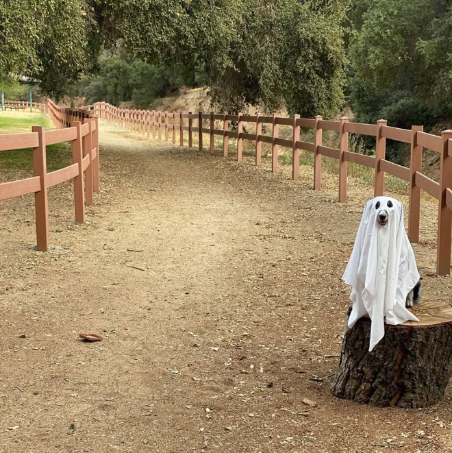 Dog ghost Halloween costume.