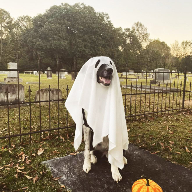 Dog ghost Halloween costume.