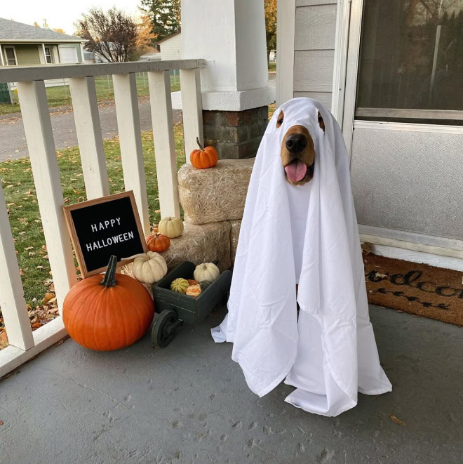 Dog ghost Halloween costume.