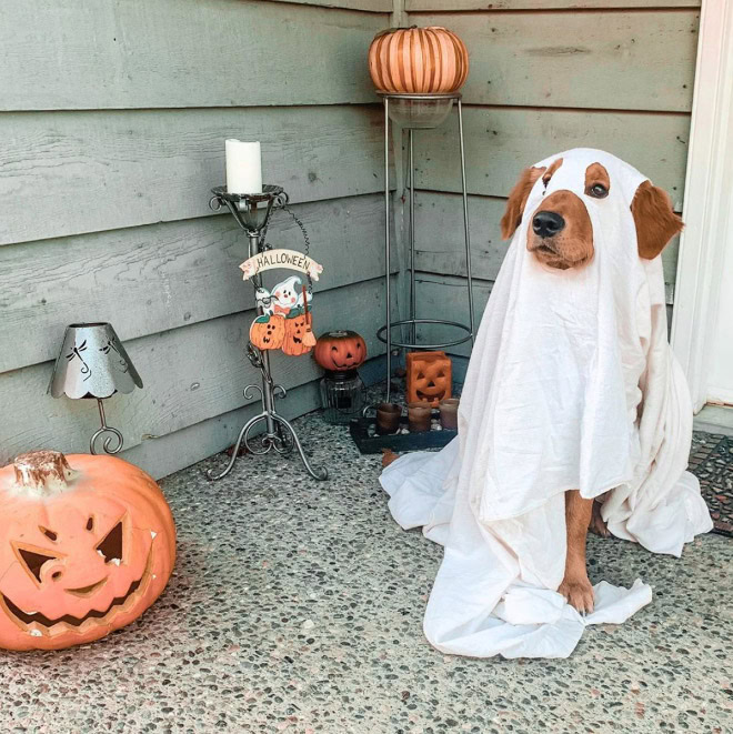 Dog ghost Halloween costume.