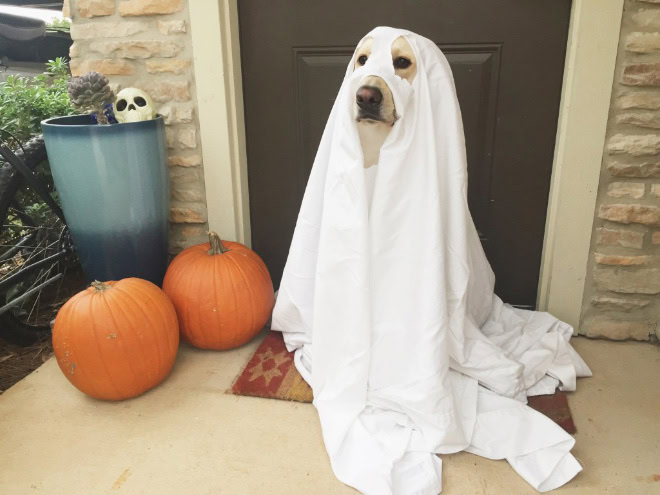 Dog ghost Halloween costume.