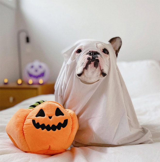 Dog ghost Halloween costume.