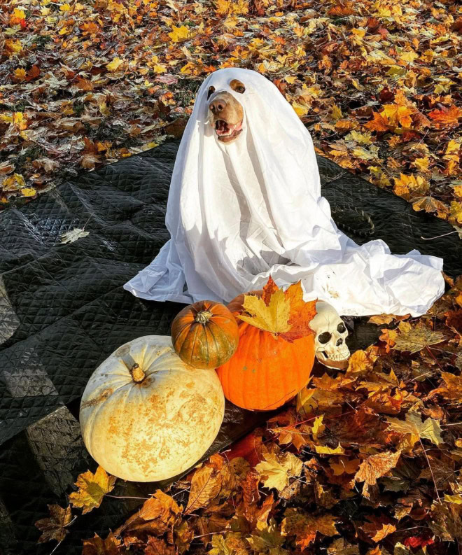 Dog ghost Halloween costume.