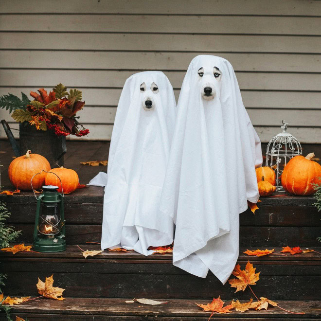 Dog ghost Halloween costume.