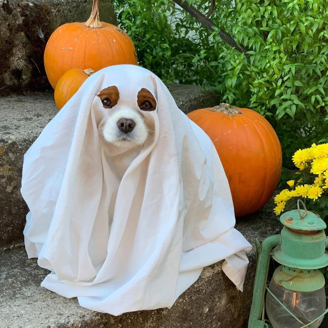 Dog ghost Halloween costume.