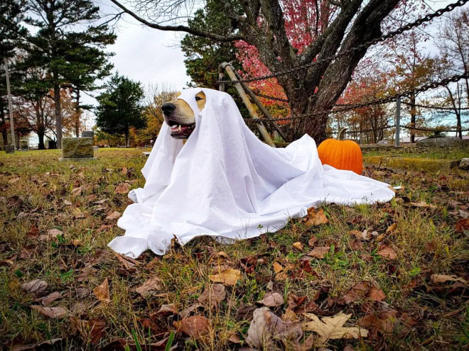 Dog ghost Halloween costume.