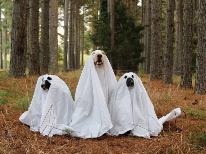 Dog ghost Halloween costume.