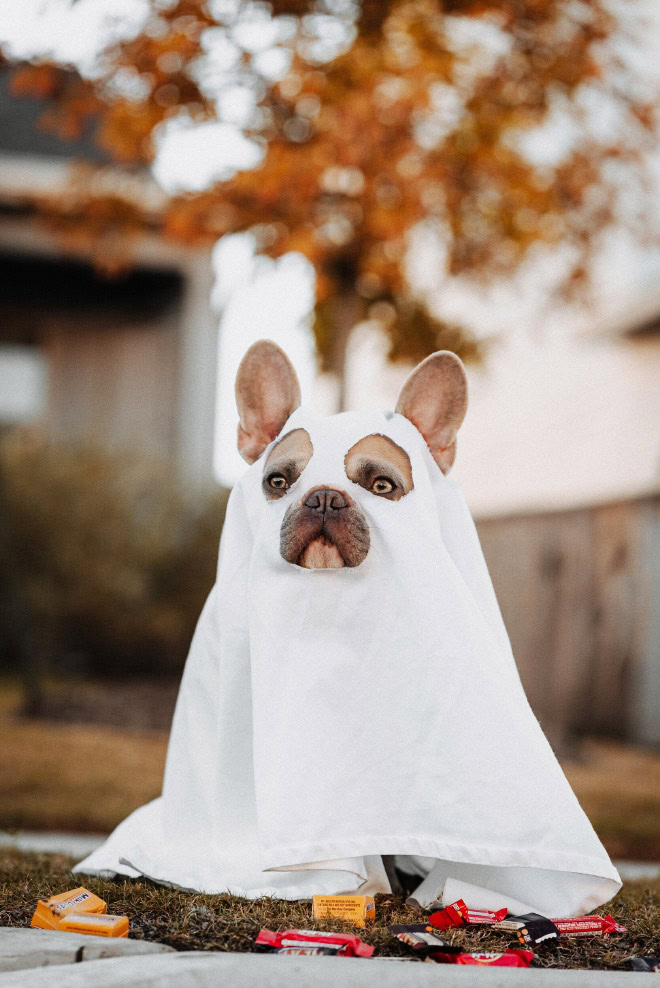 Dog ghost Halloween costume.