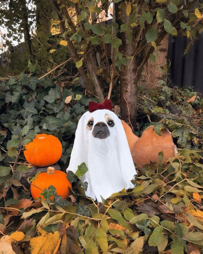 Dog ghost Halloween costume.