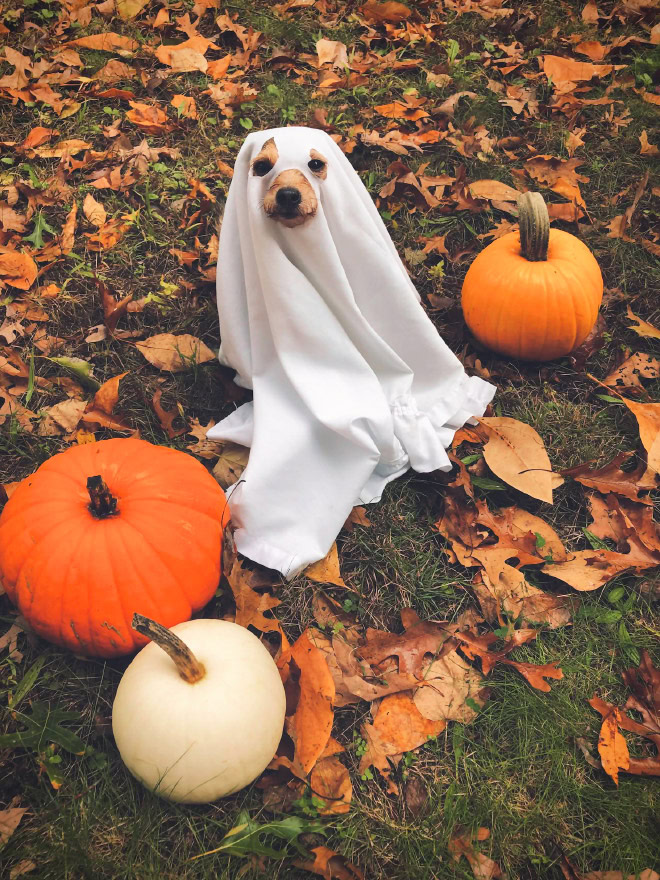 Dog ghost Halloween costume.