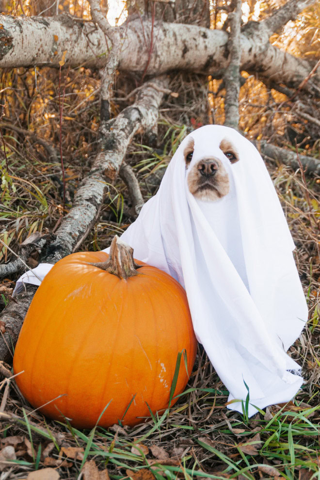 Dog ghost Halloween costume.