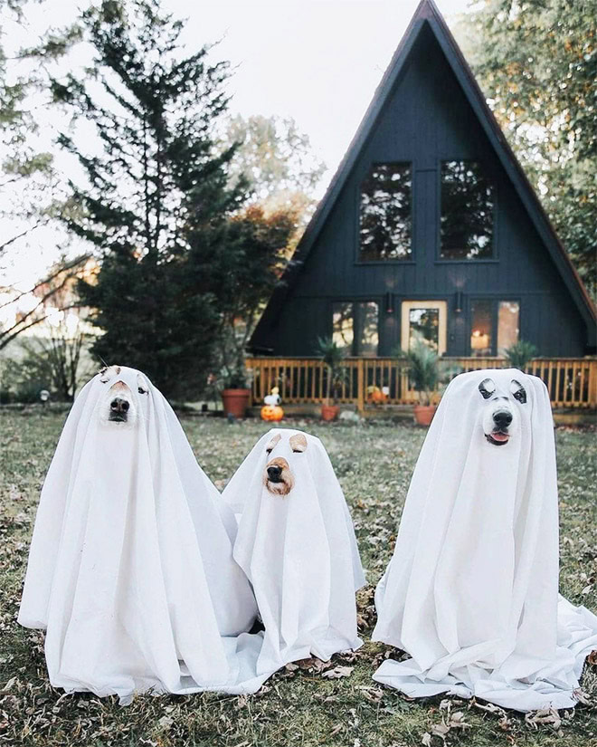 Dog ghost Halloween costume.