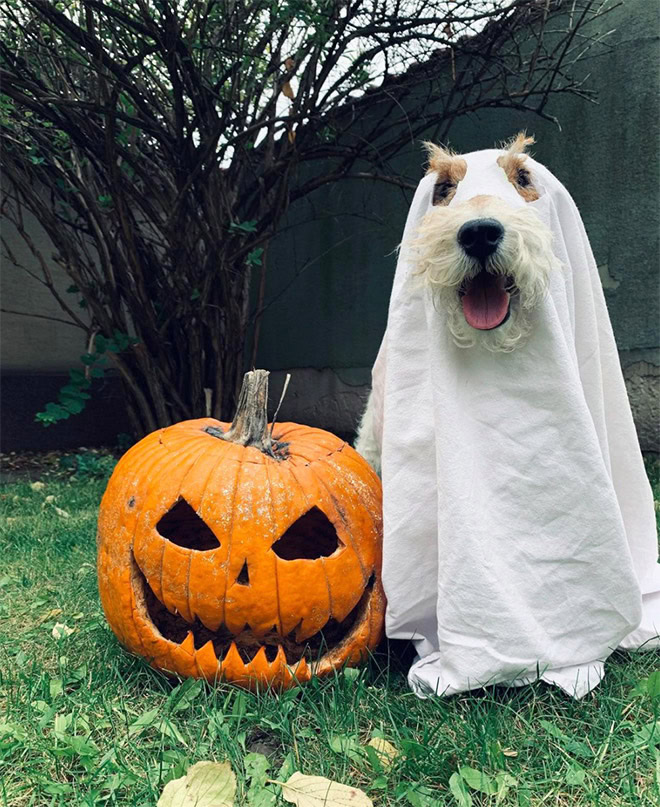 Dog ghost Halloween costume.