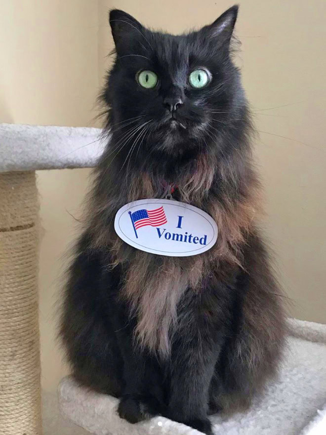 Proud cat who voted.