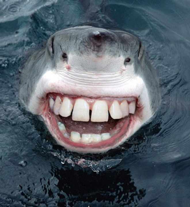 Animals with human teeth are hilariously creepy.