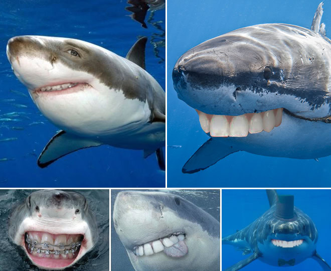 Animals with human teeth are hilariously creepy.