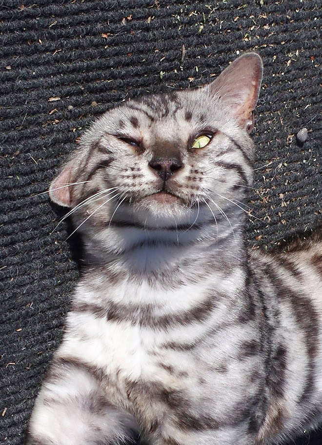 Cat on catnip.