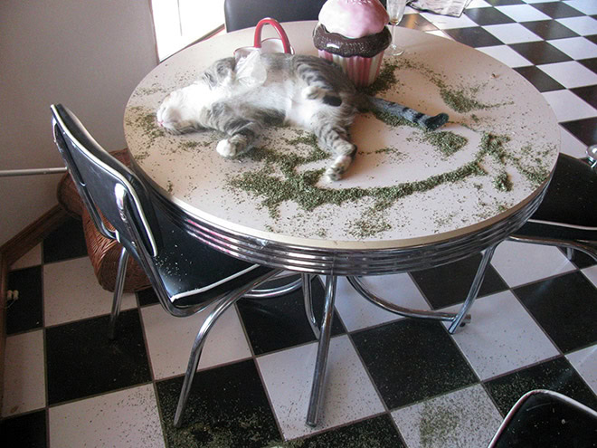 Cat on catnip.