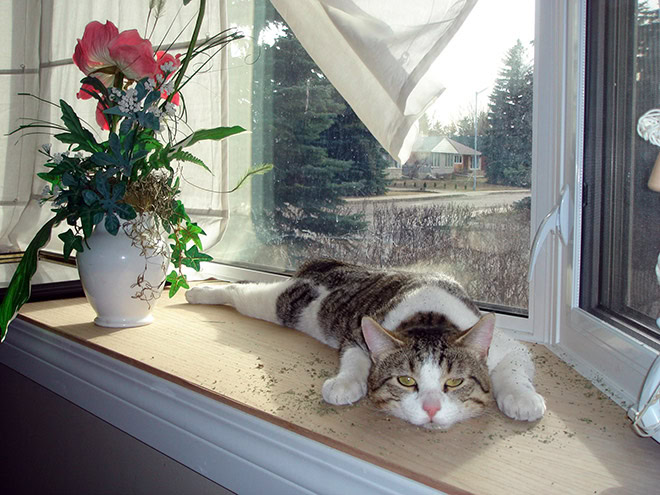 Cat on catnip.